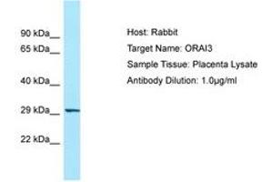 Image no. 1 for anti-ORAI Calcium Release-Activated Calcium Modulator 3 (ORAI3) (N-Term) antibody (ABIN6749985) (ORAI3 Antikörper  (N-Term))