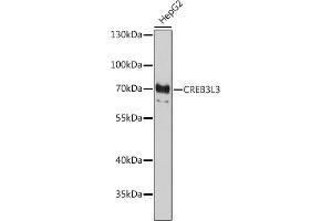 Western blot analysis of extracts of HepG2 cells, using CREB3L3 antibody (ABIN7266055) at 1:1000 dilution. (CREB3L3 Antikörper  (AA 371-460))