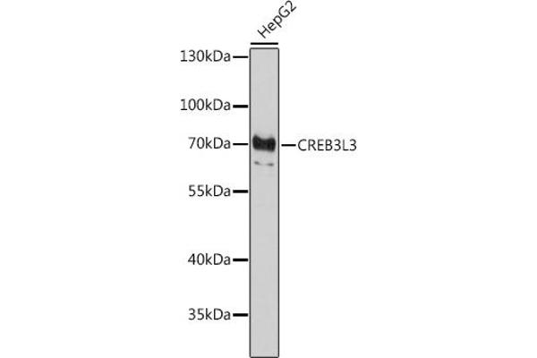 CREB3L3 antibody  (AA 371-460)