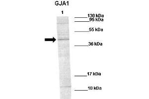 WB Suggested Anti-GJA1 Antibody    Positive Control:  Lane1: 60ug rat stiatum  Primary Antibody Dilution :   1:1000  Secondary Antibody :   Goat anti-rabbit-IRDye800  Secondry Antibody Dilution :   1:10,000  Submitted by:  Ruben van Vugt, The Nijmegen Centre for Molecular Life Sciences (NCMLS) (Connexin 43/GJA1 Antikörper  (N-Term))