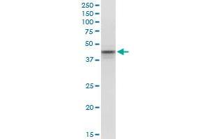 POU5F1 monoclonal antibody (M01), clone 1D2. (OCT4 Antikörper  (AA 81-164))