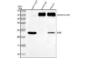 Immunoprecipitating Ran in HepG2 whole cell lysate. (RAN Antikörper  (AA 2-216))