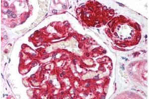 Human Kidney (formalin-fixed, paraffin-embedded) stained with RIF1 antibody ABIN214034 at 5 ug/ml followed by biotinylated goat anti-rabbit IgG secondary antibody ABIN481713, alkaline phosphatase-streptavidin and chromogen. (RIF1 Antikörper  (AA 2406-2419))