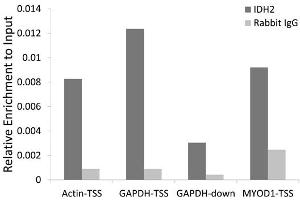 Chromatin immunoprecipitation of extracts of 293T cell line, using IDH2 antibody (ABIN5974324) and rabbit IgG. (IDH2 Antikörper)
