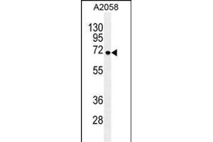 GAB4 Antibody (N-term) (ABIN655462 and ABIN2844990) western blot analysis in  cell line lysates (35 μg/lane).