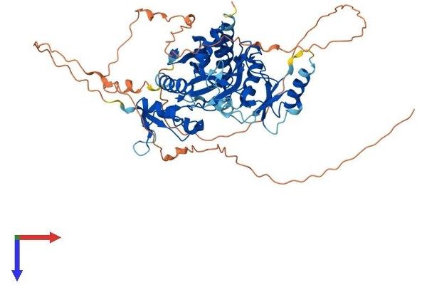 TTLL2 Protein (AA 1-592) (His tag)