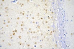 Immunohistochemistry was performed on paraffin-embedded mouse brain using secreted phosphoprotein 1 antibody (ABIN7800287), 1:200).