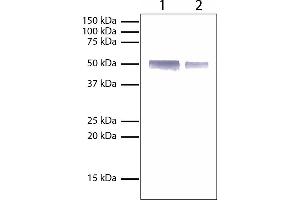 Lane 1 - 1 mg Rabbit IgGLane 2 - 0.