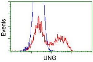 Image no. 5 for anti-Uracil-DNA Glycosylase (UNG) antibody (ABIN1501677) (UNG Antikörper)