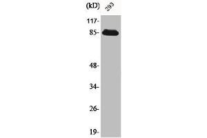 Western Blot analysis of 293 cells using ADAM32 Polyclonal Antibody (ADAM32 Antikörper  (Internal Region))