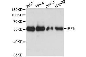 IRF3 Antikörper  (AA 1-260)