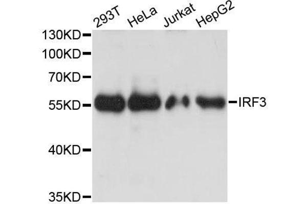 IRF3 抗体  (AA 1-260)