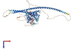 TLK2 Protein (AA 1-718) (His tag)
