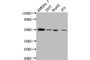 Western Blot Positive WB detected in: RAW264. (Rekombinanter HAVCR1 Antikörper)