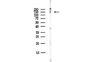 anti-Large Proline-Rich Protein BAT3 (BAT3) antibody