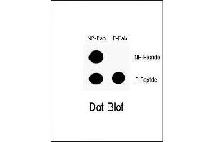 Dot blot analysis of anti-Phospho-P53-S9 Antibody (ABIN1881624 and ABIN2850450) on nitrocellulose membrane. (p53 Antikörper  (pSer9))