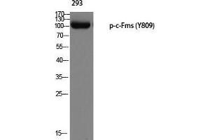 Western Blot (WB) analysis of 293 using p-c-Fms (Y809) antibody. (CSF1R Antikörper  (pTyr809))