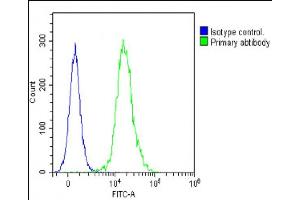 Overlay histogram showing Jurkat cells stained with (ABIN6242391 and ABIN6578828)(green line). (HOXA7 Antikörper  (AA 82-114))