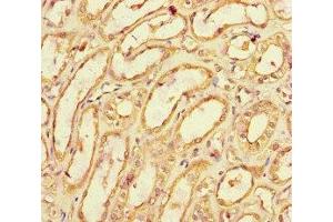 Immunohistochemistry of paraffin-embedded human kidney tissue using ABIN7171790 at dilution of 1:100 (SPOCK1 Antikörper  (AA 290-435))