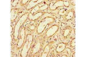 Immunohistochemistry of paraffin-embedded human kidney tissue using ABIN7171790 at dilution of 1:100