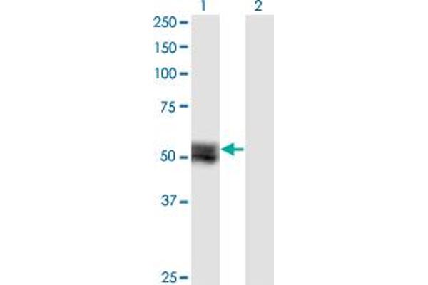 Tensin 4 antibody  (AA 1-480)