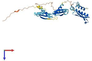 PRKRA Protein (AA 1-313) (His tag)