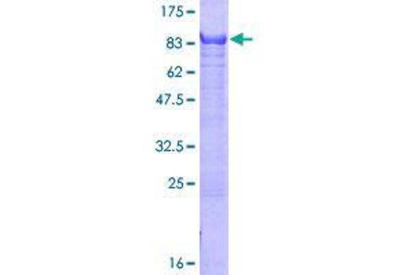 ZNF446 Protein (AA 1-450) (GST tag)