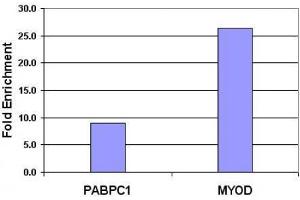 Histone H3 dimethyl Lys9 antibody tested by ChIP. (Histone 3 Antikörper  (H3K9me2))