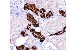 IHC-P testing of rat kidney tissue