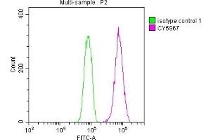 Overlay histogram showing Hela cells stained with ABIN7127413 (red line) at 1:50. (Rekombinanter CDC37 Antikörper)