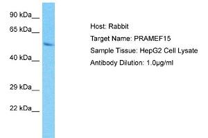 Host: Rabbit Target Name: PRAMEF15 Sample Type: HepG2 Whole Cell lysates Antibody Dilution: 1. (PRAMEF15 Antikörper  (C-Term))