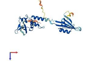 KCTD1 Protein (AA 1-257) (His tag)