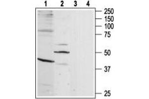 Western blot analysis of rat brain (lanes 1 and 3) and heart (lanes 2 and 4) lysates: - 1-2. (BDKRB1 Antikörper  (3rd Intracellular Loop, Cys250))