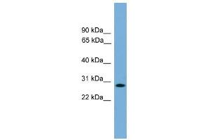 APOLD1 antibody used at 0. (APOLD1 Antikörper  (Middle Region))