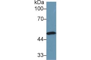 Western Blot; Sample: Human Lung lysate; Primary Ab: 1µg/ml Rabbit Anti-Human NNE Antibody Second Ab: 0. (ENO1 Antikörper  (AA 1-434))
