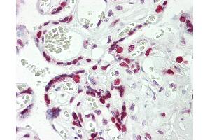 Anti-HEXIM1 antibody IHC staining of human placenta. (HEXIM1 Antikörper  (AA 194-222))