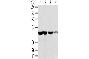 Western Blotting (WB) image for anti-Ribonuclease/angiogenin Inhibitor 1 (RNH1) antibody (ABIN2430738) (RNH1 Antikörper)