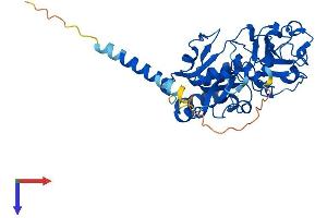 FUT3 Protein (AA 1-361) (His tag)