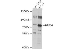 Western blot analysis of extracts of various cell lines, using B antibody (ABIN6127476, ABIN6137449, ABIN6137450 and ABIN6218781) at 1:1000 dilution. (BARD1 Antikörper)