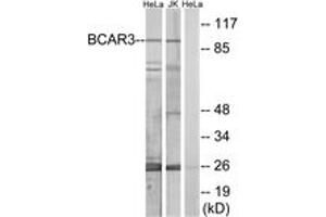 Western blot analysis of extracts from HeLa/Jurkat cells, using BCAR3 Antibody. (BCAR3 Antikörper  (AA 761-810))