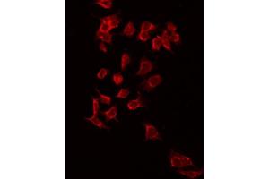 ABIN6272334 staining RAW264. (KCNJ3 Antikörper  (Internal Region))