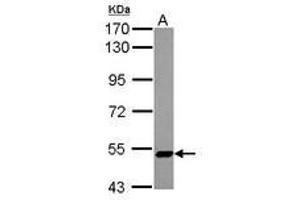 Image no. 2 for anti-Zinc Finger Protein 329 (ZNF329) (AA 1-202) antibody (ABIN1501837) (ZNF329 Antikörper  (AA 1-202))