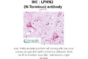 Image no. 1 for anti-Latrophilin 2 (LPHN2) (Extracellular Domain), (N-Term) antibody (ABIN1736538) (LPHN2 Antikörper  (Extracellular Domain, N-Term))