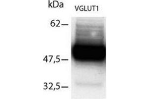 Western Blot using Immunopurifed VGLUT1 antibody (SLC17A7 Antikörper  (C-Term))
