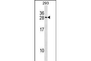 RCKSL1 Antibody (C-term) (ABIN1536699 and ABIN2848484) western blot analysis in 293 cell line lysates (35 μg/lane). (MARCKSL1 Antikörper  (C-Term))
