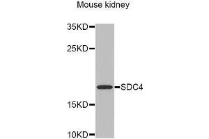 Western Blotting (WB) image for anti-Syndecan 4 (SDC4) (AA 19-145) antibody (ABIN6218959) (SDC4 Antikörper  (AA 19-145))