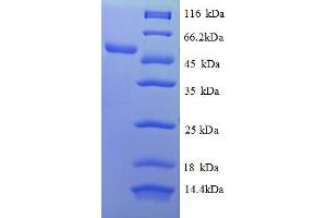 SDS-PAGE (SDS) image for Lectin, Galactose Binding, Soluble 5 (LGALS5) (AA 2-187), (partial) protein (GST tag) (ABIN5712189)