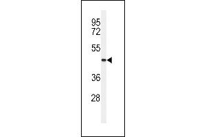 Western blot analysis of CC50B Antibody (N-term) (ABIN651159 and ABIN2840104) in MDA-M cell line lysates (35 μg/lane). (TMEM30B Antikörper  (N-Term))