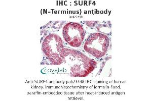 Image no. 1 for anti-Surfeit 4 (SURF4) (N-Term) antibody (ABIN1739779) (Surfeit 4 Antikörper  (N-Term))