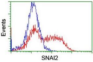 Image no. 2 for anti-Snail Family Zinc Finger 2 (SNAI2) antibody (ABIN1500983) (SLUG Antikörper)